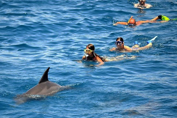 Dolphin House Snorkeling Trip