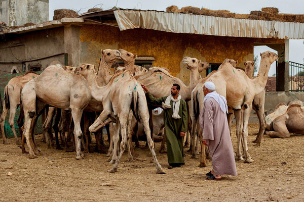 Camel Market Tour