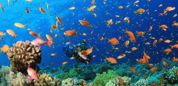 Scuba diving Red sea