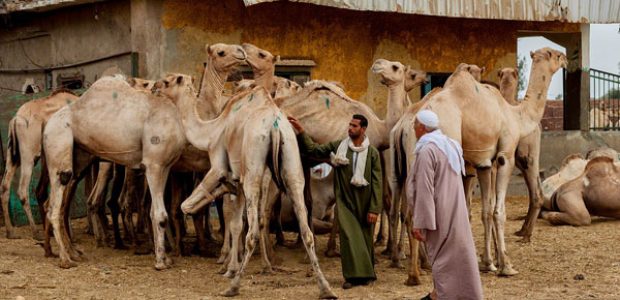 Camel Market Tour